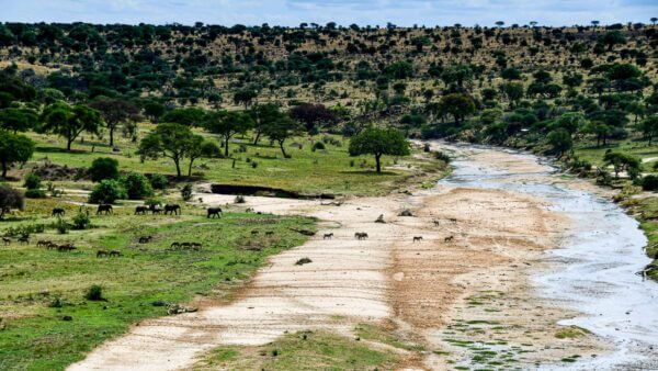 Tanzaplage, une photo capturant la beauté sereine de la Tanzanie avec ses éléphants et zèbres se désaltérant sur une plage dorée.