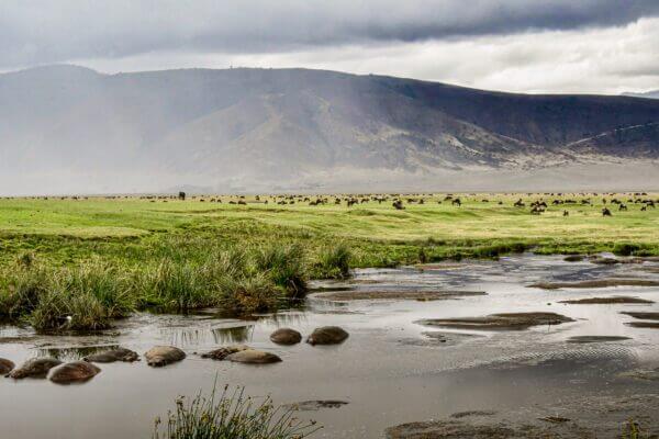 Spa, une photo captivante du parc du Ngorongoro en Tanzanie, immortalisant gnous, hippopotames et zèbres en parfaite harmonie avec leur environnement.