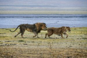 Fleurette, une photo captivante de lions sous la pluie, capturant l'intensité et la beauté brute de leur cour amoureuse au parc du Ngorongoro.