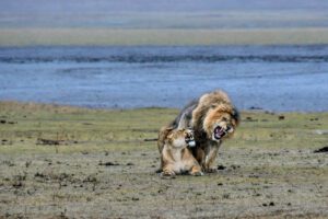 Ivresse des Sens capture l'intimité passionnée de deux lions en plein accouplement dans le Cratère de Ngorongoro.