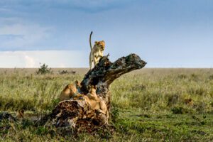 Je suis...- Une aventure colorée au cœur de la savane, capturant la tendresse et la magie des jeunes lions en famille.