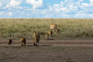 Plongez dans la magie du Serengeti avec Sortie Scolaire, une photo captivante de lions en famille.