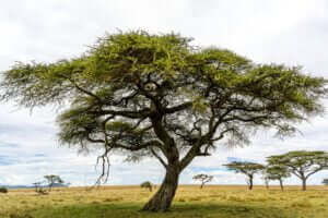 Plongez au cœur de la savane africaine avec Pantry, une photo captivante révélant la majesté du léopard et sa lutte pour la survie.