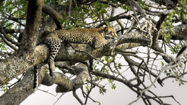 J'y pense, une capture émouvante d'un léopard pensif