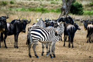 Plongez au cœur de l'action avec What ? : une intrigue sauvage dans la brousse africaine capturée en une image.