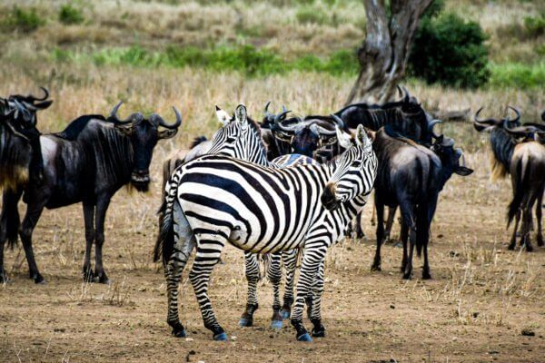 Plongez au cœur de l'action avec What ? : une intrigue sauvage dans la brousse africaine capturée en une image.