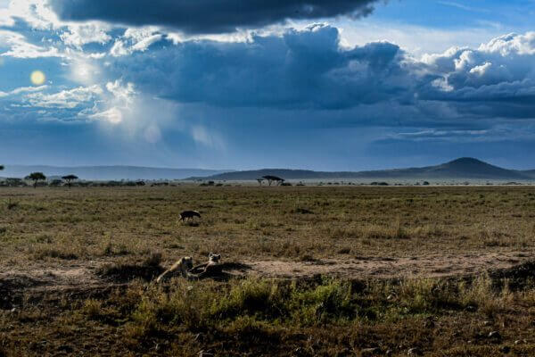 Assouvi capture la majesté des hyènes repues au Serengeti.