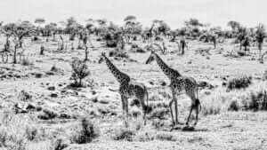 Longiligne, une photo en noir et blanc capturant la majesté des girafes dans la savane africaine du parc de Serengeti.