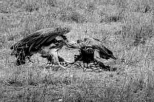 Agapes capture en noir et blanc deux vautours festoyant sur une carcasse de gnou dans le parc de Serengeti.