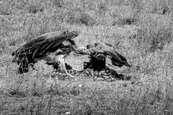 Agapes capture en noir et blanc deux vautours festoyant sur une carcasse de gnou dans le parc de Serengeti.