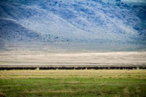 'Juste un Trait' immortalise un moment de pure liberté avec un troupeau de buffles qui dessine un horizon captivant dans les étendues sauvages de Tanzanie.