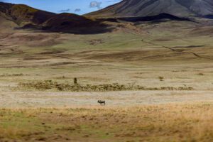 Un gnou seul au monde au milieu d'une plaine.