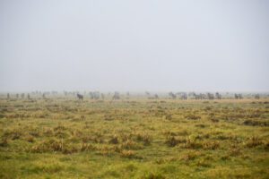 Ils arrivent capture des zèbres et gnous émergeant d'une brume mystique à Ngorongoro, créant une scène sereine et magique qui transporte le spectateur au cœur de la nature sauvage.