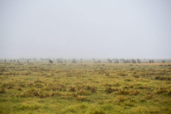 Ils arrivent capture des zèbres et gnous émergeant d'une brume mystique à Ngorongoro, créant une scène sereine et magique qui transporte le spectateur au cœur de la nature sauvage.