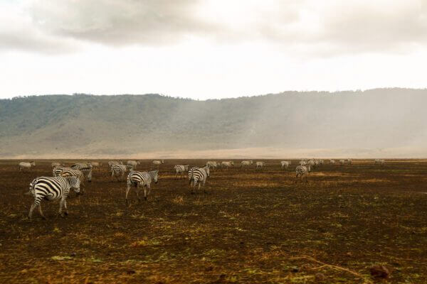 Découvrez 'Attraction', une photographie emblématique capturant l'essence de la liberté au cœur du Ngorongoro. Ce cliché saisissant de zèbres en quête de nourriture illustre la beauté brute et la résilience de la vie sauvage africaine.