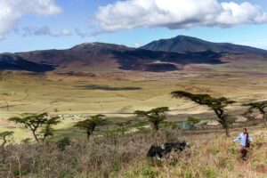 Viens là capture une scène humoristique et touchante à Ngorongoro, Tanzanie, où un villageois tente de guider une vache indépendante.