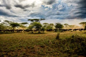 Capturez l'essence de la liberté avec 'Gymkhana', une photographie saisissante de la grande migration dans le Serengeti.