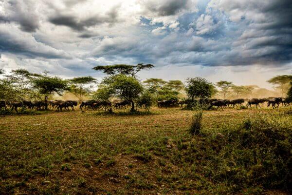 Capturez l'essence de la liberté avec 'Gymkhana', une photographie saisissante de la grande migration dans le Serengeti.