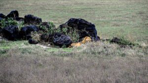 Fauve en Noir capture un lion majestueux se reposant parmi des rochers volcaniques noirs en Tanzanie.