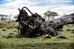 Repos du Roi capture un moment unique dans le Serengeti où un lion majestueux repose sous un arbre noir, symbolisant la tranquillité royale au cœur de la savane.