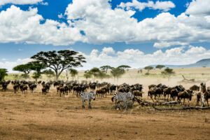 Explorez 'Vigiles', une photographie saisissante capturant la grande migration en Tanzanie. Ce cliché illustre la symbiose fascinante entre gnous et zèbres