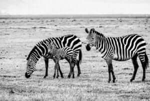 la photographie 'Gamin' capture un moment tendre entre un jeune zèbre et ses parents, illustrant la beauté fragile et les défis constants de la vie sauvage en Tanzanie.