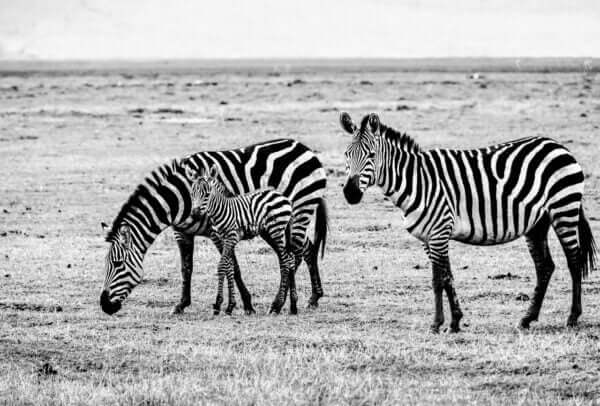 la photographie 'Gamin' capture un moment tendre entre un jeune zèbre et ses parents, illustrant la beauté fragile et les défis constants de la vie sauvage en Tanzanie.