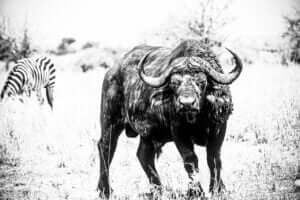 T’es pas cap ! : une photo en noir et blanc captivant la puissance d'un buffle africain dans le parc de Tarangire.