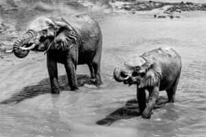 Capture émouvante d'une mère et sa fille éléphants au Tarangire, Tanzanie. Une image de liberté et d'amour.