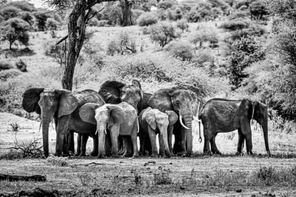 À l'ombre, une photo en noir et blanc capturant une famille d'éléphants dans le parc de Tarangir.