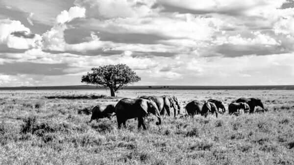 Un tirage d'art noir et blanc représentant une famille d'éléphants en route vers un point d'eau dans la parc Tarangir en Tanzanie fait par Stenpicture