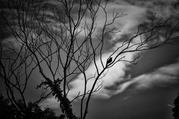 "Eien no Ki numéro 10" est une photographie qui fige un instant éternel entre un oiseau et un nuage. Découvrez cette histoire magique où le tangible rencontre le spirituel, et laissez cette image vous emporter dans un voyage captivant. Accrochez cette photographie chez vous pour posséder un petit bout d'éternité et pour partager cette histoire fascinante avec vos proches. Observez cette oiseau perché sur son arbre.