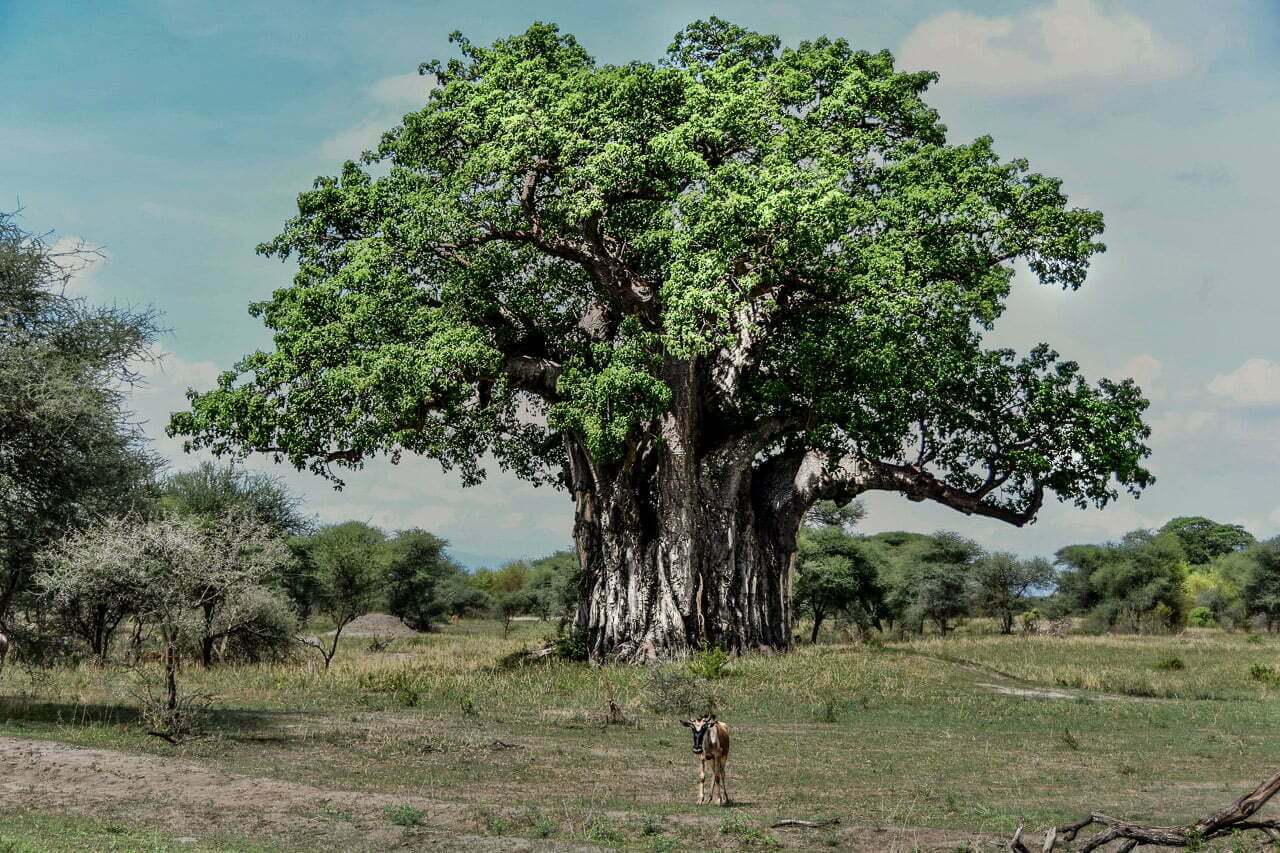 "Eien no Ki numéro 11" est une photographie qui témoigne d'une rencontre inoubliable entre un baobab imposant et un topi élégant en Tanzanie. Cette image transporte les spectateurs dans un voyage en Afrique, les invitant à ressentir la chaleur de l'environnement, à entendre les chants des oiseaux et à contempler la beauté de cette communion exceptionnelle. Possédez un morceau de cette magie éternelle en accrochant cette photographie chez vous.