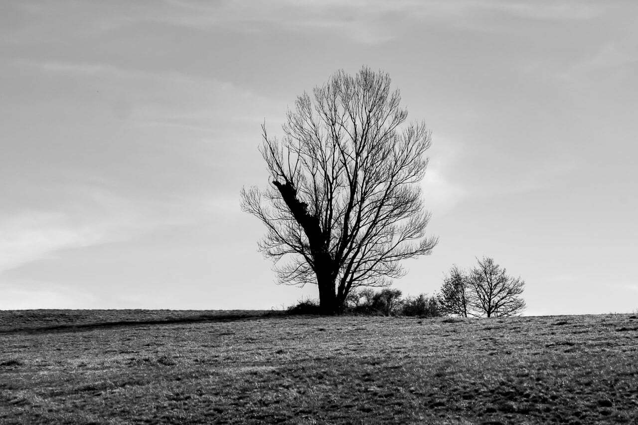 "Eien no Ki 7" offre une vision en noir et blanc de l'Arbre Éternel, invitant les spectateurs à apprécier la simplicité et la beauté brute de la nature. Cette photo apportera une touche de calme et de sérénité à votre espace, tout en vous rappelant l'importance de voir la beauté dans les choses simples. Laissez-vous inspirer par cette histoire captivante et invitez cette présence résiliente chez vous.