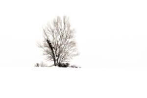 Plongez dans un paysage hivernal magique avec l'Arbre Éternel dans la série Eien no Ki. Cette photographie capture la beauté de la neige et la sérénité de l'arbre solitaire. Laissez-vous envoûter par ce tableau en noir et blanc qui évoque la paix et l'éternité.