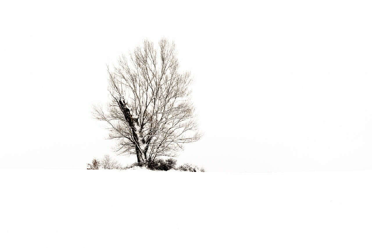 Plongez dans un paysage hivernal magique avec l'Arbre Éternel dans la série Eien no Ki. Cette photographie capture la beauté de la neige et la sérénité de l'arbre solitaire. Laissez-vous envoûter par ce tableau en noir et blanc qui évoque la paix et l'éternité.