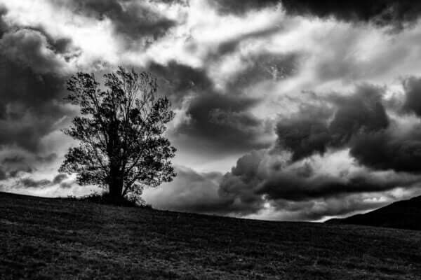 "Eien no Ki 8" capture l'adieu émouvant à l'Arbre Éternel, alors qu'il se dresse courageusement dans la tempête. Cette photo en noir et blanc évoque la puissance brute de la nature et invite à la réflexion sur la résilience face à l'adversité. Laissez-vous inspirer par cet ultime hommage à la beauté sauvage et à la force tranquille de la vie.