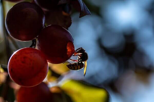 Gourmandise saisit l'élégance insoupçonnée d'une guêpe dansante parmi les prunes lumineuses d'un jardin estival. Chaque détail de la photo raconte une histoire de beauté spontanée et de coïncidences heureuses, reflétant le thème de ‘Kiguu’ – la chance et les rencontres singulières