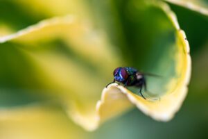 Découvrez 'L’Oeil', un joyau de la série Kiguu, capturant un instant magique où une mouche ordinaire devient extraordinaire. Cette photo emblématique illustre la fusion parfaite de la chance et du hasard, révélant la beauté cachée dans le quotidien. Avec ses yeux rouges captivants sur un fond vert vibrant, 'L’Oeil' vous invite à réévaluer les merveilles simples de la vie.