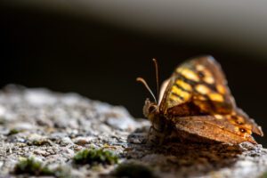 Pose d’automne est une œuvre captivante qui incarne l'essence du Kiguu, mêlant chance et coïncidences à travers l'image poétique d'un papillon Lasiommata posé sur une pierre échauffée par l'automne.