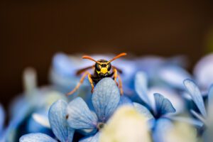 "Le Suédois" est une pièce emblématique de la série Kiguu, incarnant l'essence de la chance et de la coïncidence à travers l'instant magique où une guêpe se pose sur un hortensia.