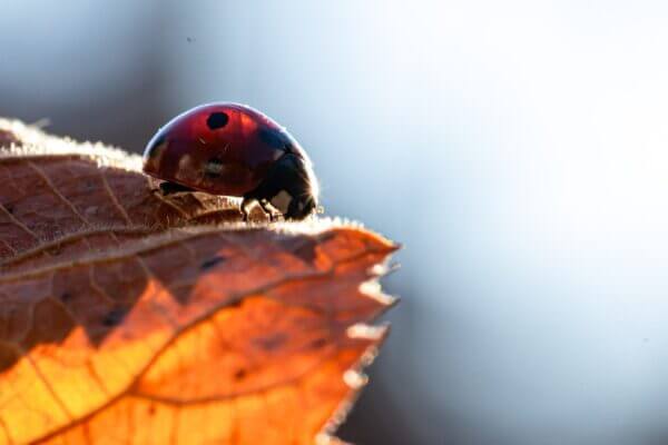 Transparence, cette image saisissante capture l'instant magique où une coccinelle rouge vif se pose sur une feuille brun doré, révélant une transparence surprenante sous la lumière du soleil.