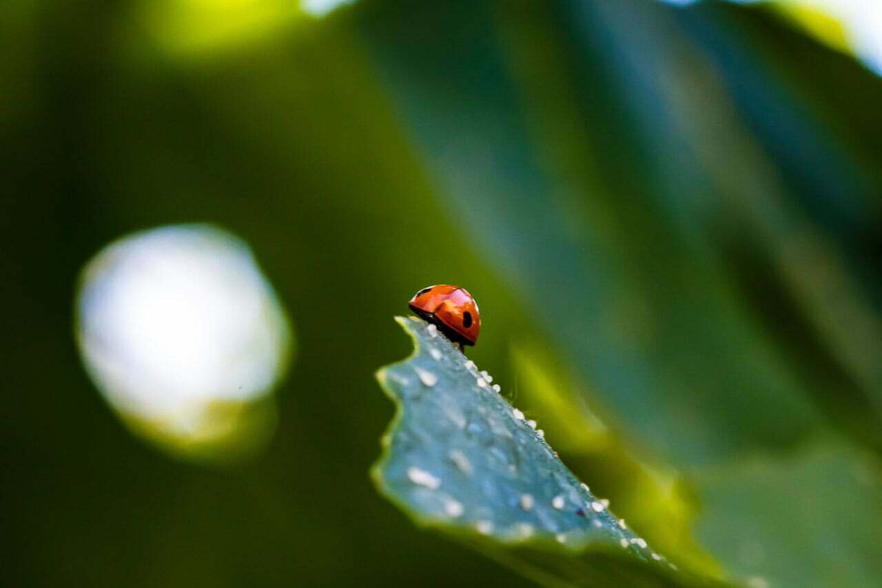 'Sur le Fil' de Stenpicture illustre l'essence de 'Kiguu' : une coccinelle vibrante de vie sur une feuille, symbole de chance et de beauté spontanée. Cette œuvre reflète l'art de saisir l'instant, mêlant harmonie des couleurs et mouvement naturel.