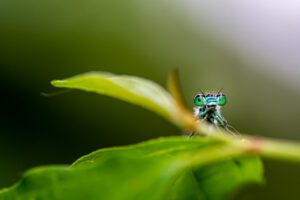 Cette capture unique illustre une rencontre inattendue avec une libellule gracieuse, symbolisant un moment magique de chance et de coïncidence. Évoquant la beauté spontanée de la nature, 'Coquette' est une invitation à admirer l'éphémère