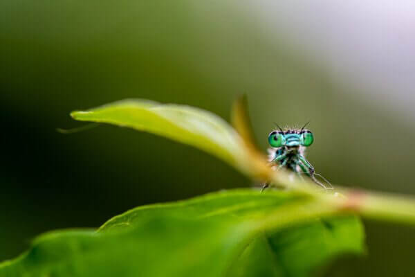 Cette capture unique illustre une rencontre inattendue avec une libellule gracieuse, symbolisant un moment magique de chance et de coïncidence. Évoquant la beauté spontanée de la nature, 'Coquette' est une invitation à admirer l'éphémère