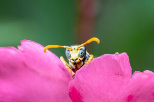 Explorez 'Curieuse', une pièce captivante de la série Kiguu, où une guêpe inattendue se révèle dans un jeu de couleurs et de curiosité. Cette photographie saisissante illustre la magie des moments fortuits, unissant nature et hasard dans un instant artistique inoubliable.