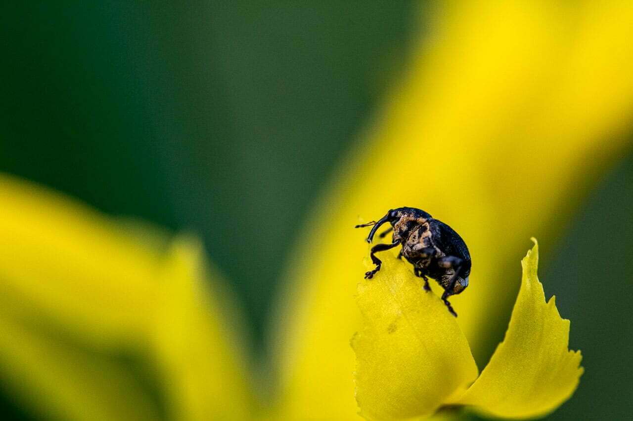 Dans cette capture éloquente de la série "Kiguu", "C'est pas moi" incarne un moment magique où nature et hasard se rencontrent. La photographie dépeint un charançon, surpris sur une fleur jaune éclatante, dans un jeu de lumière et d'ombre.