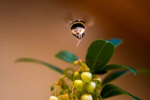 La photographie 19 mai de Stenpicture est une ode à la patience et à l'inattendu, capturant l'essence éphémère d'un moment partagé avec un bourdon en plein vol dans le décor naturel majestueux du Pilat.