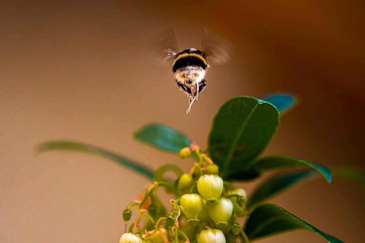 La photographie 19 mai de Stenpicture est une ode à la patience et à l'inattendu, capturant l'essence éphémère d'un moment partagé avec un bourdon en plein vol dans le décor naturel majestueux du Pilat.