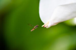 ‘A deux doigts’ est une célébration de l'éphémère et de l'inattendu, capturée dans la série Kiguu. Cette œuvre saisissante dépeint un syrphe dansant autour d'un magnolia en floraison, symbolisant une rencontre fortuite entre la nature et le sublime.